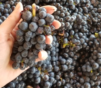 Harvest Tours in the Cellar